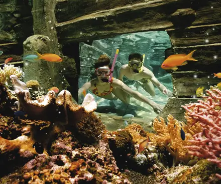 Snorkelling Pool
