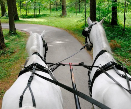Covered Wagon Ride